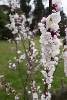 Ornamental cherry blossom in full bloom in Spring