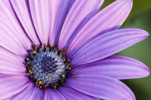 Pink sunflower daisy, Dimorphotheca, flower in full bloom