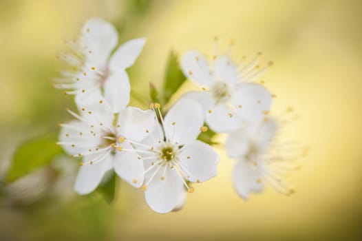 Ornamental cherry blossom in full bloom in Spring