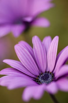 Pink sunflower daisy, Dimorphotheca, flower in full bloom