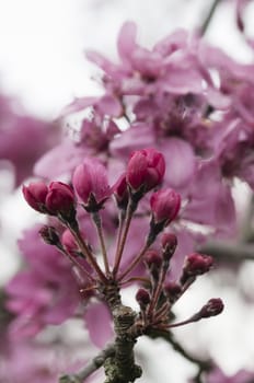 Ornamental cherry blossom in full bloom in Spring