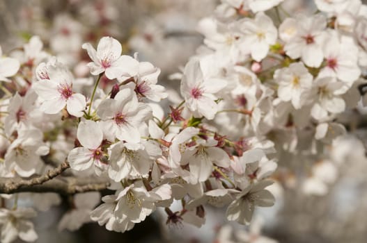 Ornamental cherry blossom in full bloom in Spring