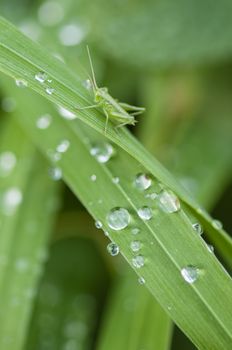 Close up of blades of green grass with water drops and small cricket