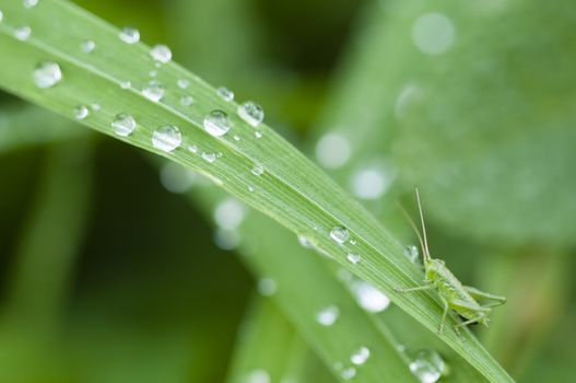 Close up of blades of green grass with water drops and small cricket