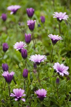 Pink sunflower daisy, Dimorphotheca, flower in full bloom