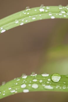 Close up of blades of green grass with water drops