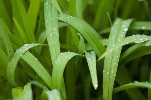 Close up of blades of green grass with water drops