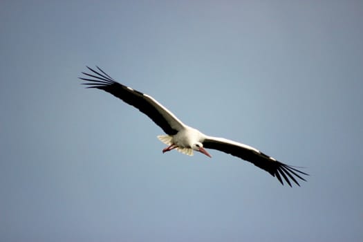 White Stork Flying in the Sky