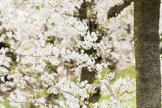 Ornamental cherry blossom in full bloom in Spring