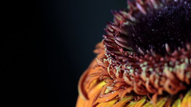 gerbera flower petals abstract background macro