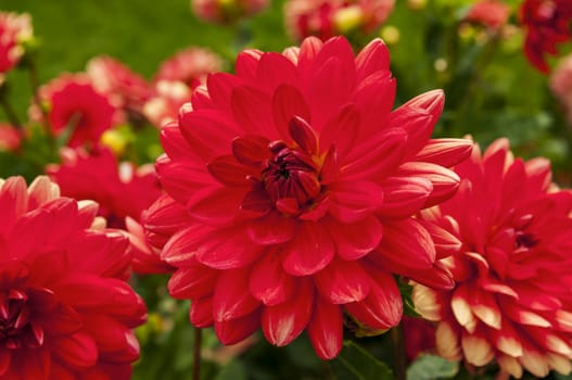 Nice group of red flower close up