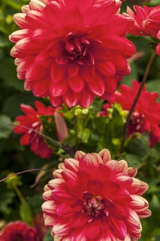 Nice group of red flower close up