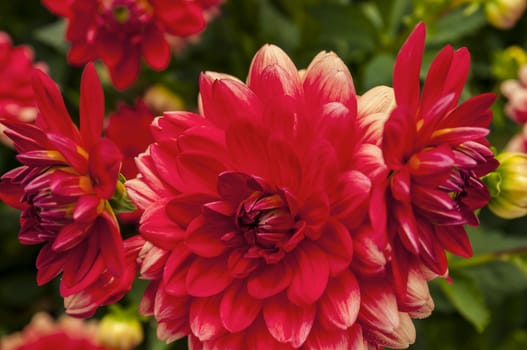 Nice group of red flower close up