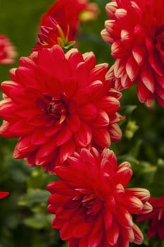 Nice group of red flower close up