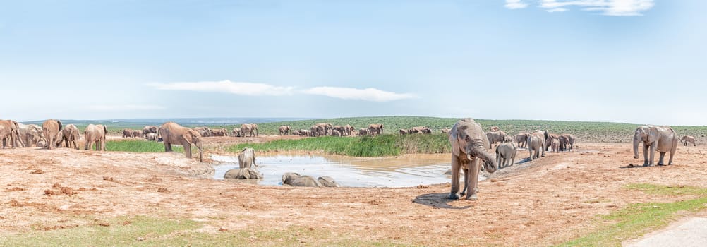 A large group of elephants at a muddy waterhole