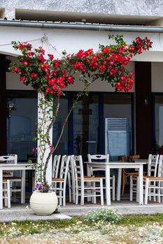 Empty mediterranean outdoor cafe with rosebush on the wall