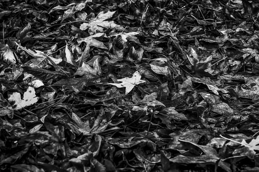 maple leaves on the ground in autumn season in black and white