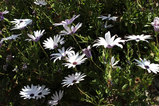 Osteospermum White Flower Macro (Close-up)