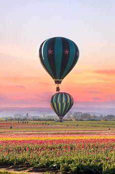 Hot air balloons taking off at tulip field in Woodurn Oregon during sunrise