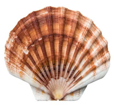 Isolated Brown And White Scallops Shell On A White Background