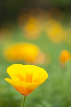 Eschscholzia californica, yellow and orange poppy wild flowers, official state flower of California.