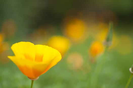 Eschscholzia californica, yellow and orange poppy wild flowers, official state flower of California.