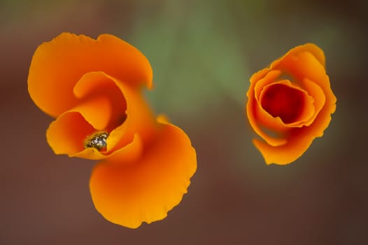 Eschscholzia californica, yellow and orange poppy wild flowers, official state flower of California.