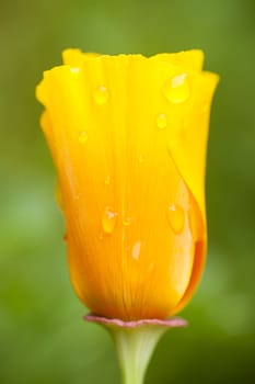 Eschscholzia californica, yellow and orange poppy wild flowers, official state flower of California.