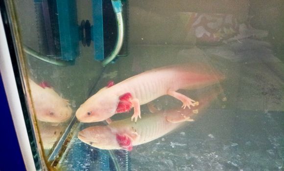 Axolotl is swimming in tank