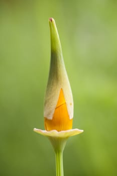 Eschscholzia californica, yellow and orange poppy wild flowers, official state flower of California.