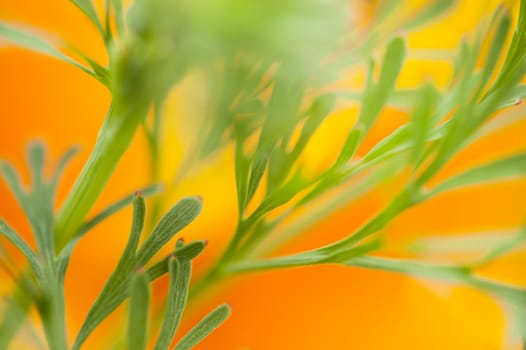 Eschscholzia californica, California poppy leaves in fornt of a flower.