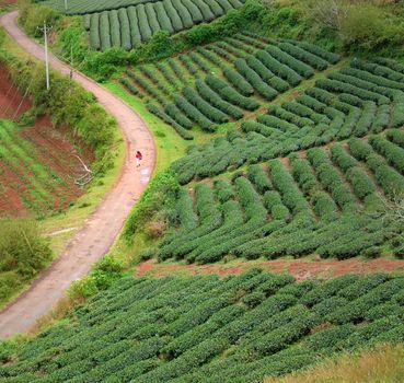 Lonely people walking on countryside way, woman walk among tea field at Dalat, Lam Dong, Vietnam, lonesome landscape with one person in red, green farm of Da lat, Viet Nam nature