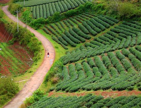 Lonely people walking on countryside way, woman walk among tea field at Dalat, Lam Dong, Vietnam, lonesome landscape with one person in red, green farm of Da lat, Viet Nam nature