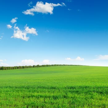 field and sky