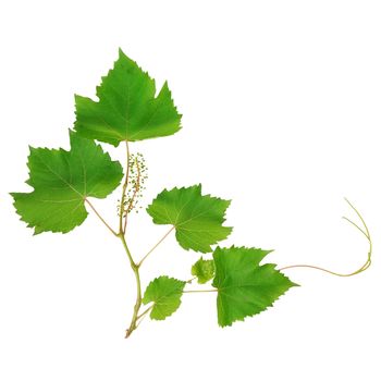 vine leaves isolated on white background