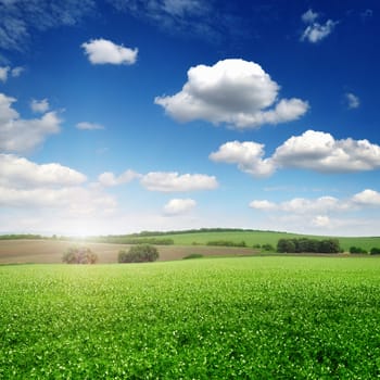 picturesque pea field and blue sky background
