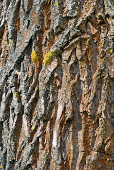 the bark of forest trees