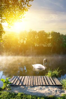 Swan in the morning near wooden bridge