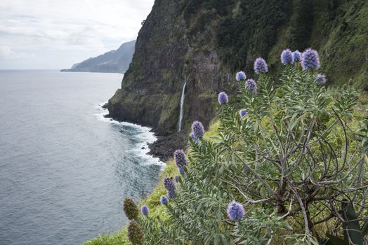 Pink flowers on Madeira with the waterfall of Seixal aas background