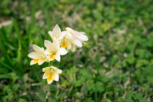 The scent of wildflowers in spring time