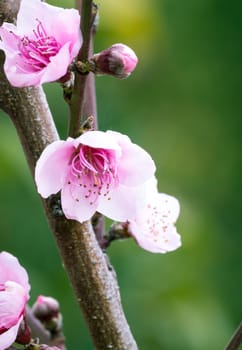 Detail of peach blossom in spring time.