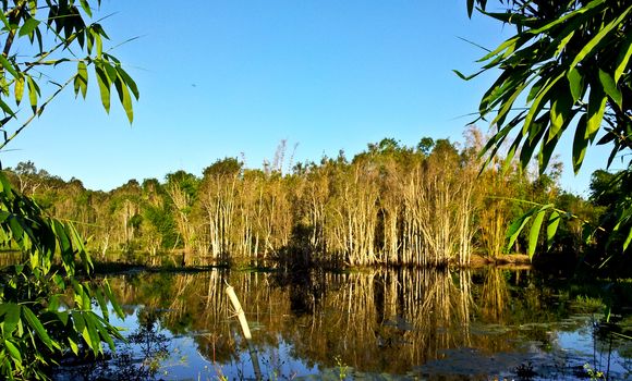 A Forest with inverted image in lake