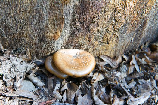 Oyster mushroom (Pleurotus ostreatus) in natural environment.