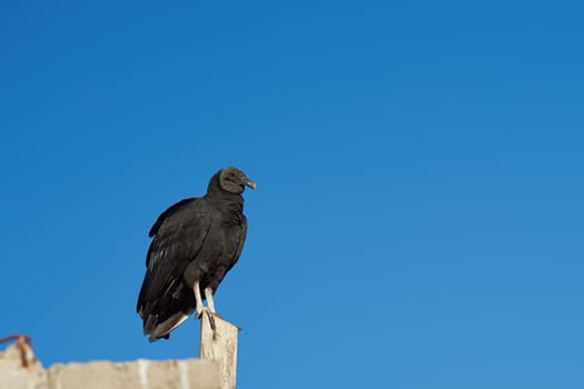 Black Vulture (Coragyps atratus) perching on a post in the small fishing village of Curanipe in the Maule Region of Chile.