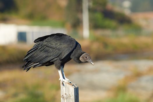 Black Vulture (Coragyps atratus) perching on a post in the small fishing village of Curanipe in the Maule Region of Chile.