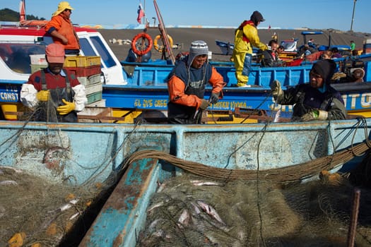 Fishermen removing merluza (pacific hake) from the fishing nets of boats that have recently been pulled out of the sea onto the sandy beach in the fishing village of Curanipe, Chile.