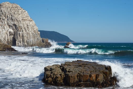 Large rocks on the coast of Chile near the city of Constitucion that are home to huge colonies of Peruvian Pelicans (Pelecanus thagus) and other seabirds.