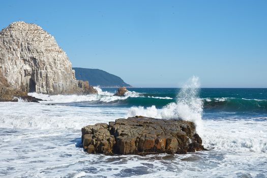 Large rocks on the coast of Chile near the city of Constitucion that are home to huge colonies of Peruvian Pelicans (Pelecanus thagus) and other seabirds.