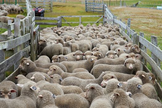 Flock of sheep in a wooden corral of a farm on Bleaker Island in the Falkland Islands.