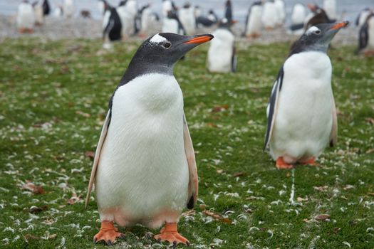 Gentoo Penguins (Pygoscelis papua) in a grassy meadow on Bleaker Island in the Falkland Islands.